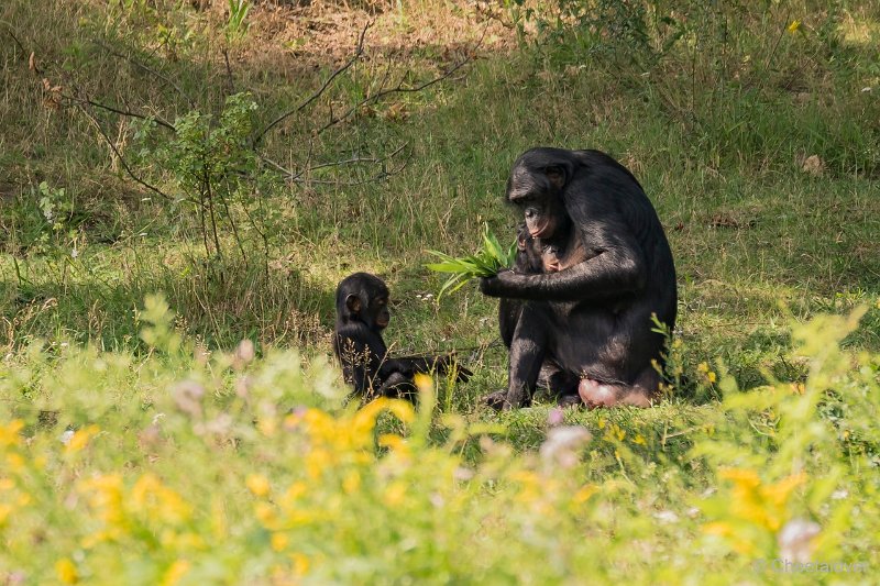 DSC00394.JPG - Bonobo