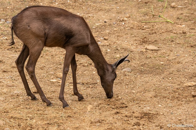 DSC00073.JPG - Springbok