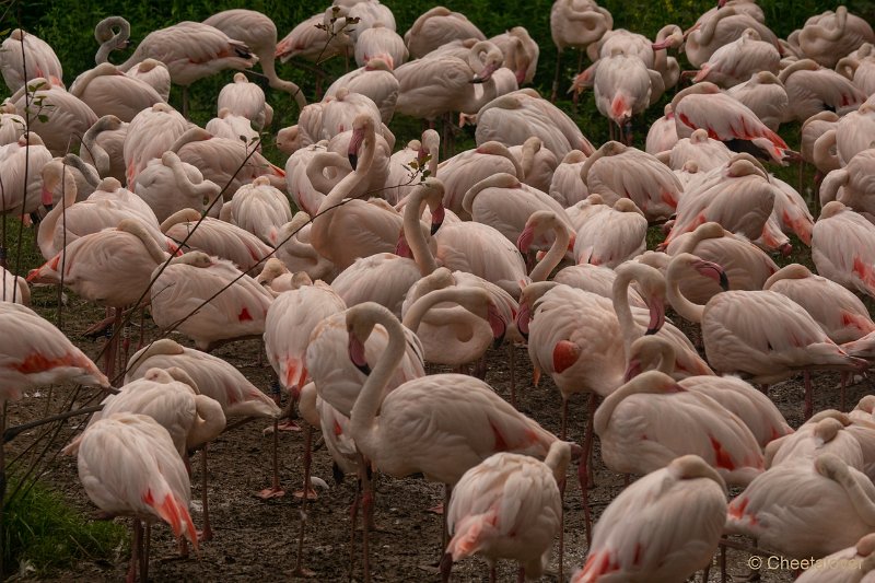 DSC00081.JPG - Grote Flamingo