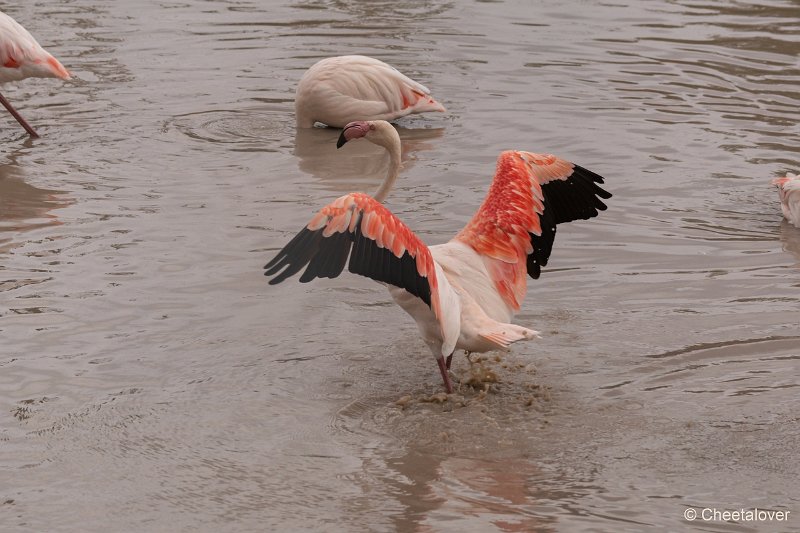 DSC00091.JPG - Grote Flamingo