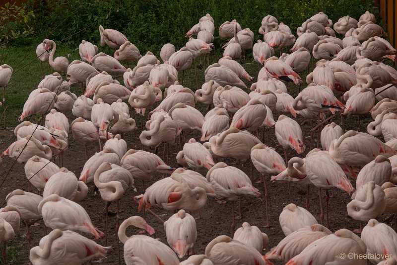 DSC00096.JPG - Grote Flamingo