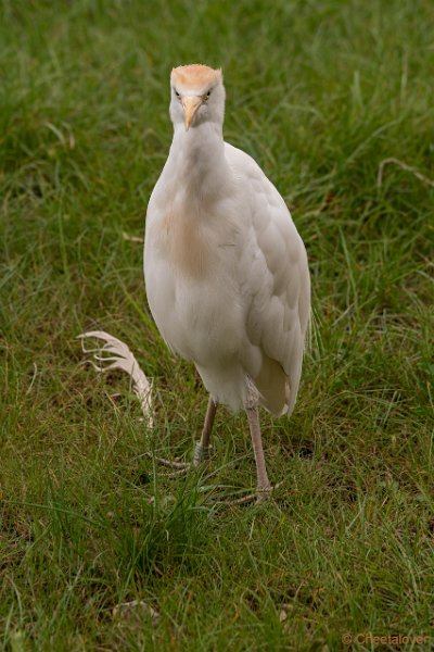 DSC00102.JPG - Koereiger