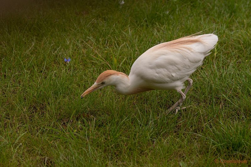 DSC00130.JPG - Koereiger