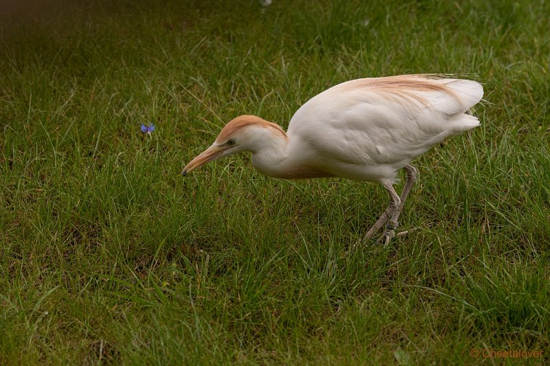 DSC00131.JPG - Koereiger