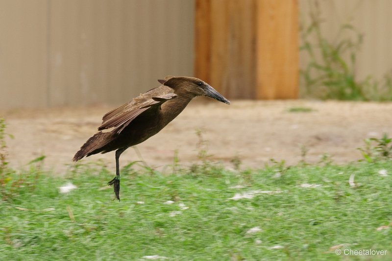 DSC00132.JPG - Hamerkop