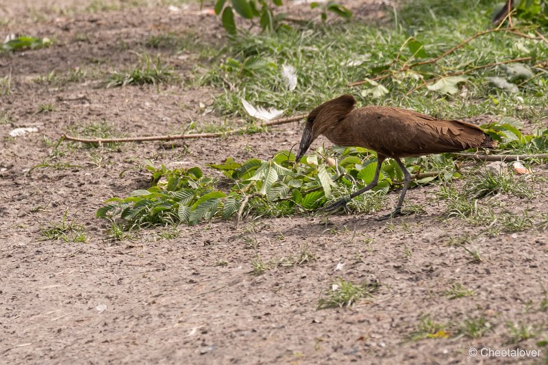 DSC00139.JPG - Hamerkop