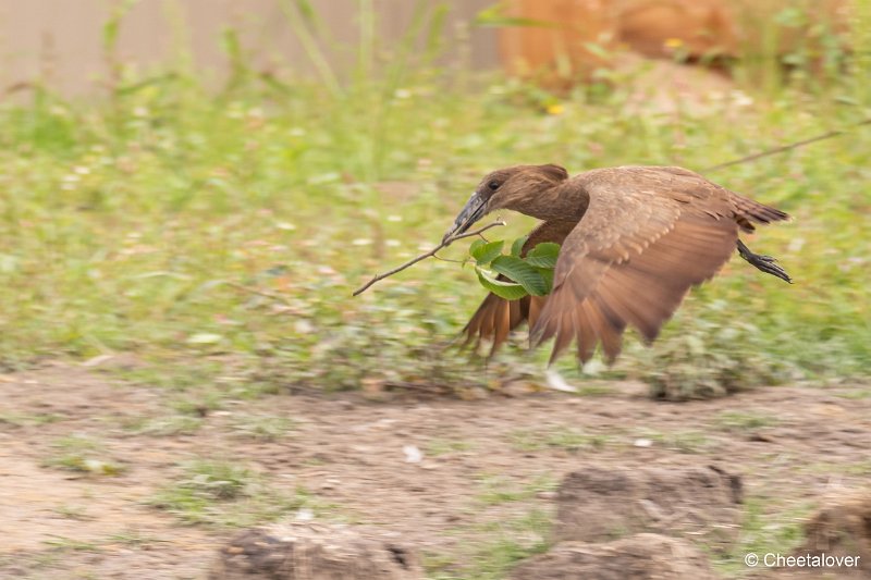 DSC00144.JPG - Hamerkop