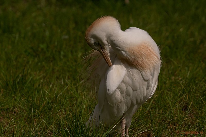 DSC00152.JPG - Koereiger