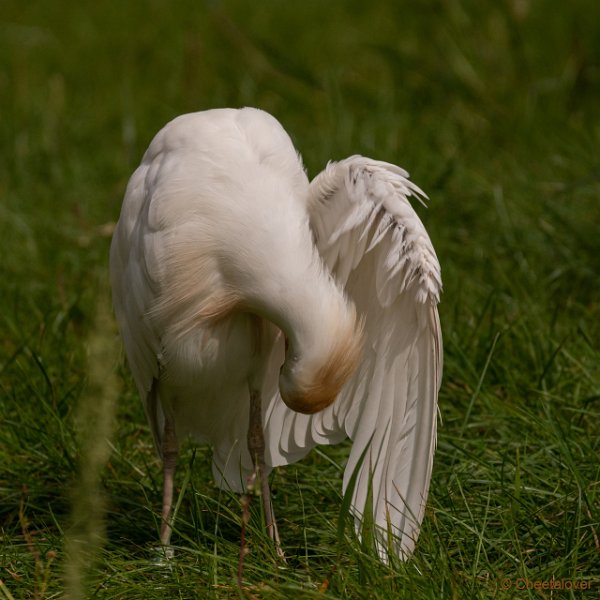 DSC00157.JPG - Koereiger