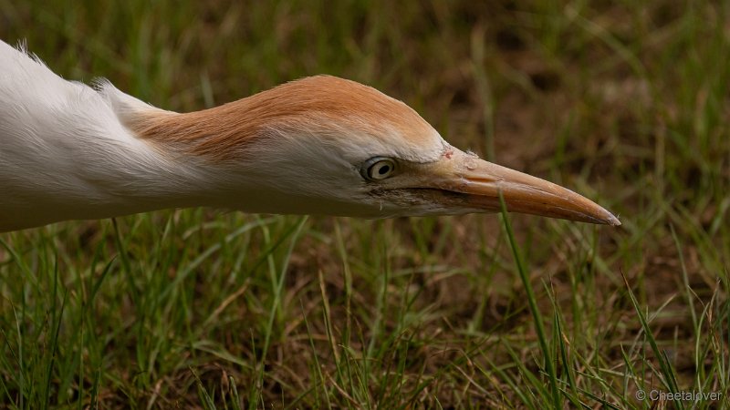 DSC00166.JPG - Koereiger