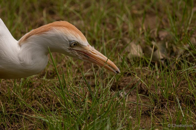 DSC00173.JPG - Koereiger