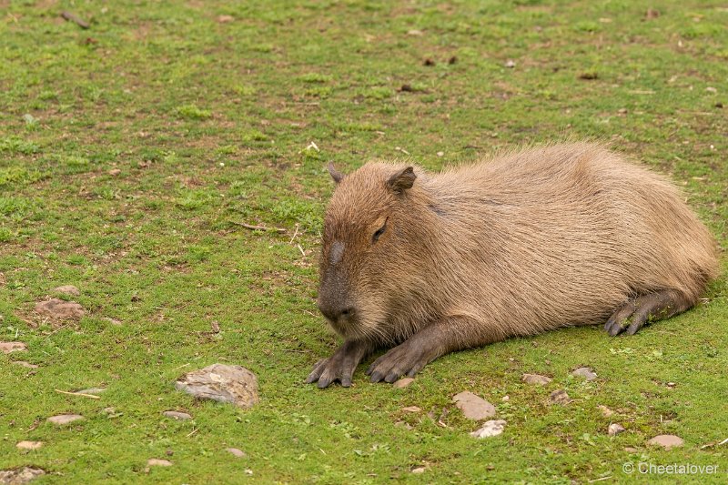 DSC00444.JPG - Capibara