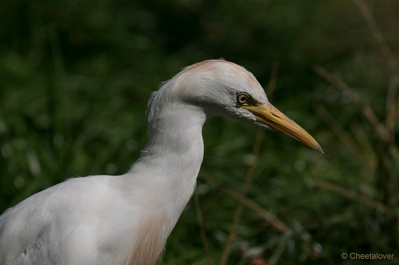 DSC00310.JPG - Koereiger