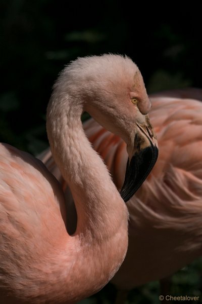 DSC00313.JPG - Europese Flamingo