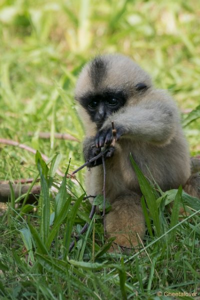 DSC00366.JPG - Witwanggibbon