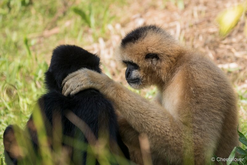 DSC00386.JPG - Witwanggibbon