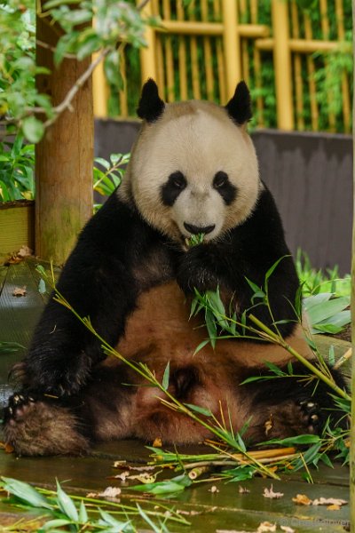 DSC00059.JPG - Reuzenpanda