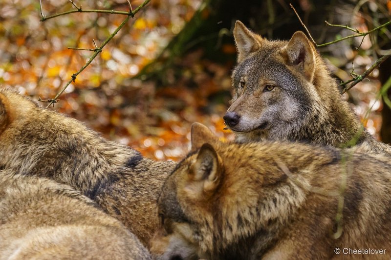 DSC00091.JPG - Wolf