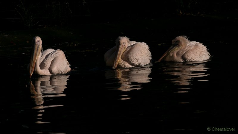 DSC00122.JPG - Roze Pelikaan