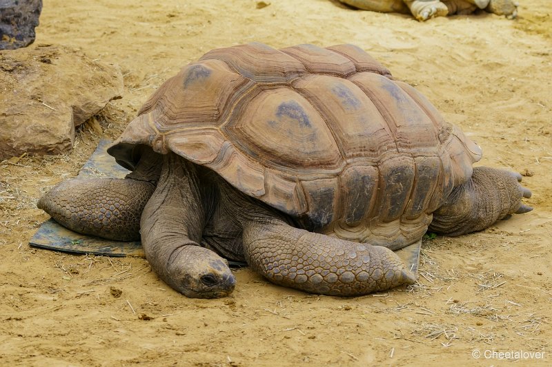 DSC00315.JPG - Reuzenschildpad