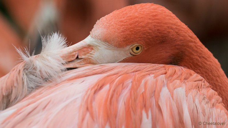 DSC00331.JPG - Cubaanse Flamingo