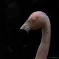 2019-07-30 Zoo Parc Overloon