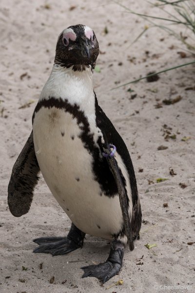 DSC00003.JPG - Afrikaanse Pinguin