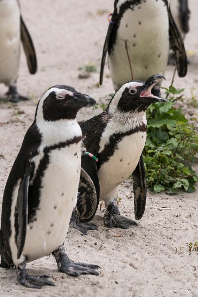 DSC00006.JPG - Afrikaanse Pinguin