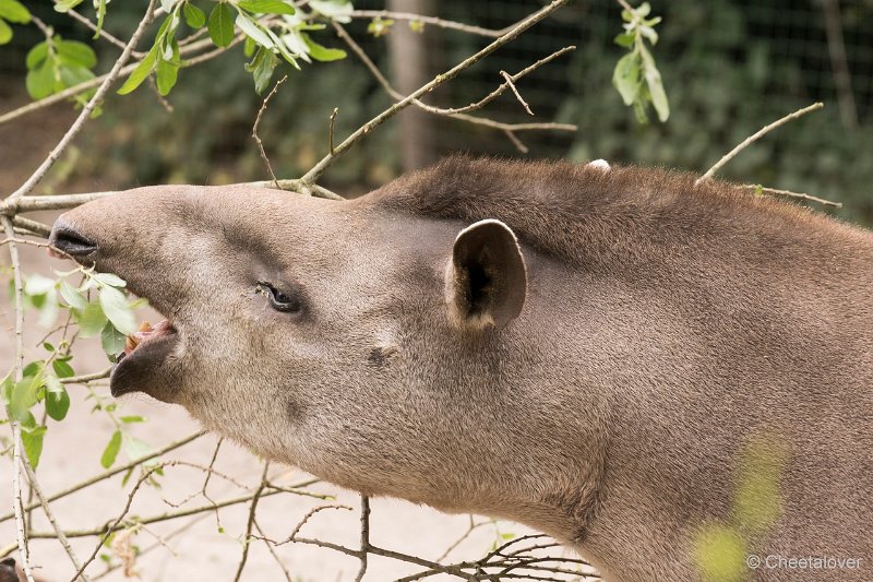 DSC00039.JPG - Tapir