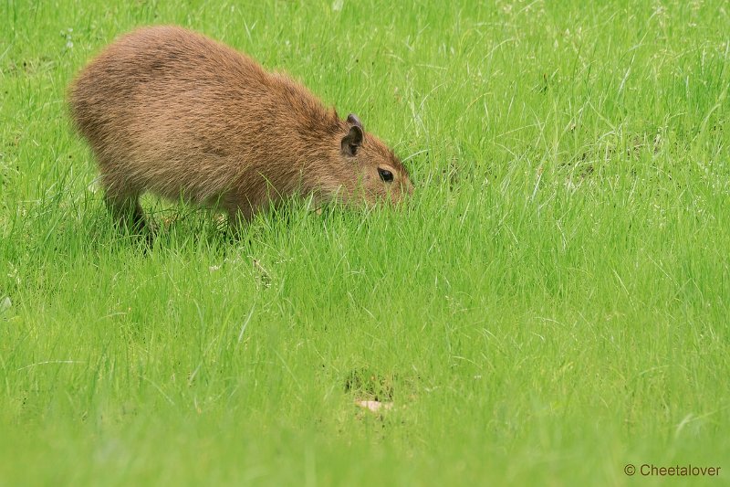 DSC00041.JPG - Capibara