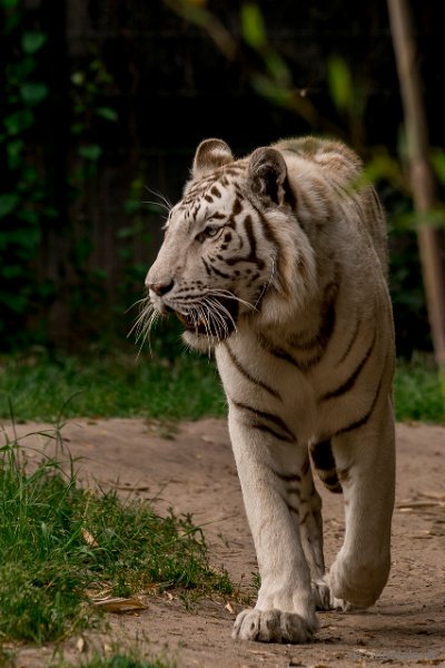 DSC00076.JPG - Witte Tijger