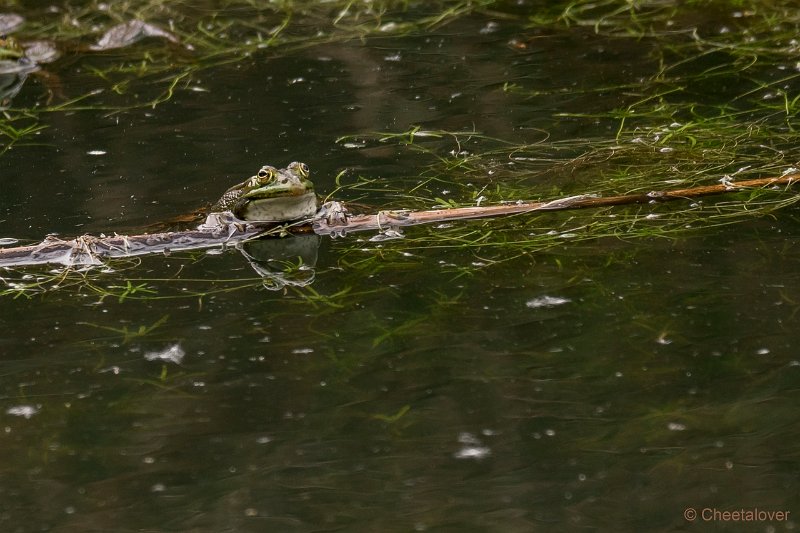 DSC00123.JPG - Groene Kikker