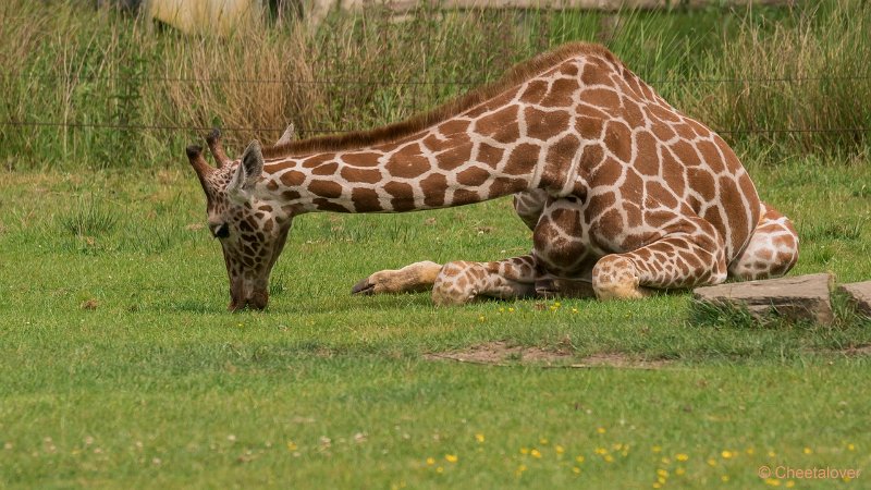 DSC00301.JPG - Netgiraffe