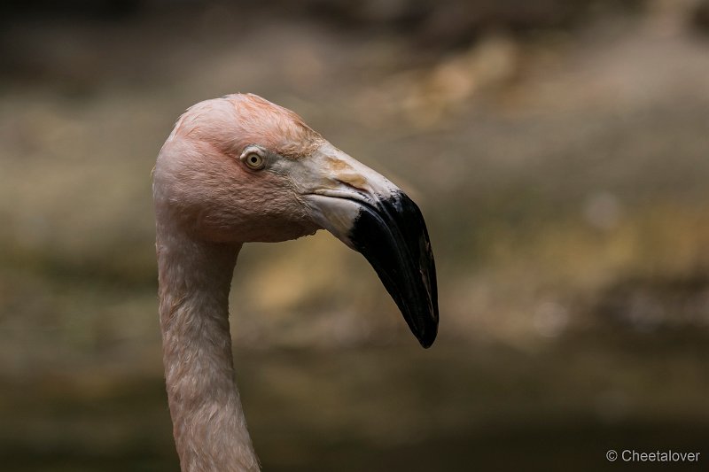 DSC00549.JPG - Chileense Flamingo