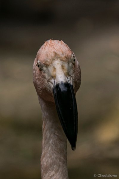 DSC00554.JPG - Chileense Flamingo