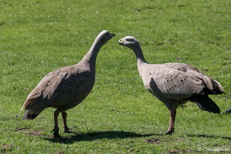 DSC00020.JPG - Hoendergans