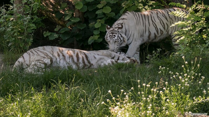 DSC00146.JPG - Witte Tijger