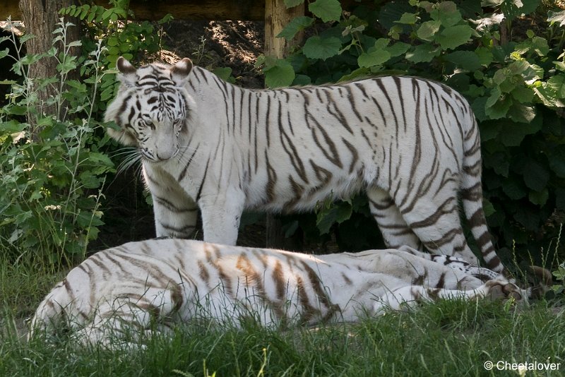 DSC00148.JPG - Witte Tijger