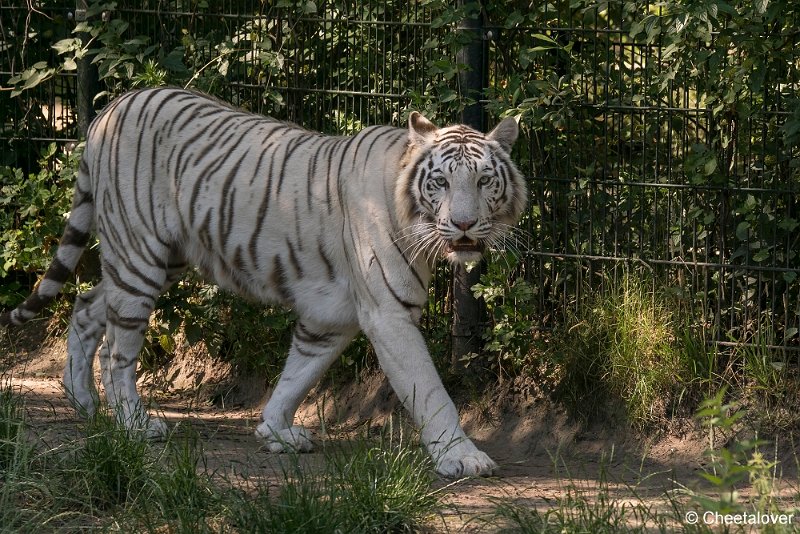 DSC00153.JPG - Witte Tijger