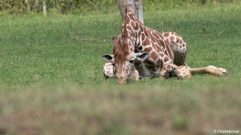 DSC00281.JPG - Netgiraffe