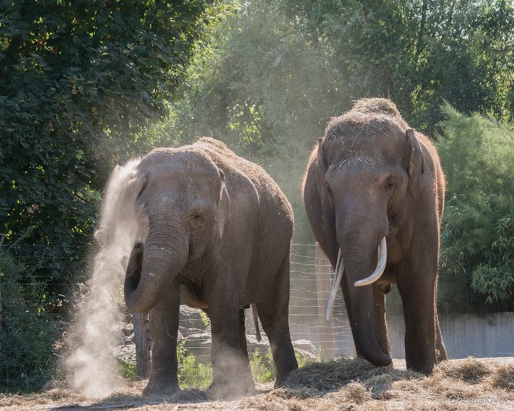 DSC00049.JPG - Aziatische Olifant