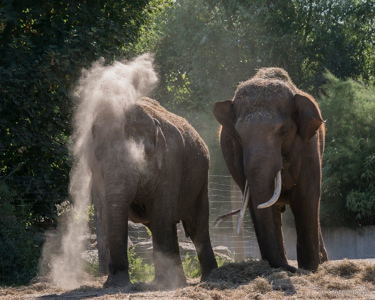 DSC00050.JPG - Aziatische Olifant