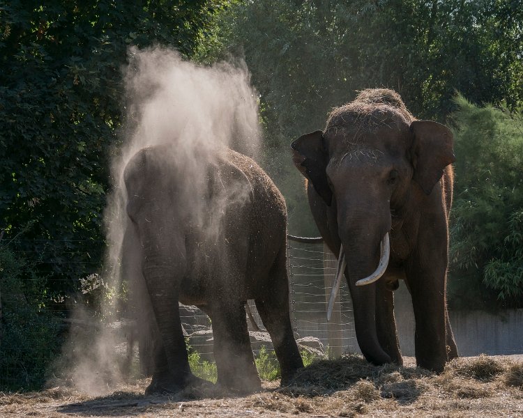 DSC00051.JPG - Aziatische Olifant