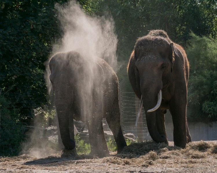 DSC00052.JPG - Aziatische Olifant