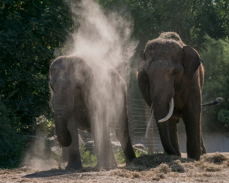 DSC00053.JPG - Aziatische Olifant