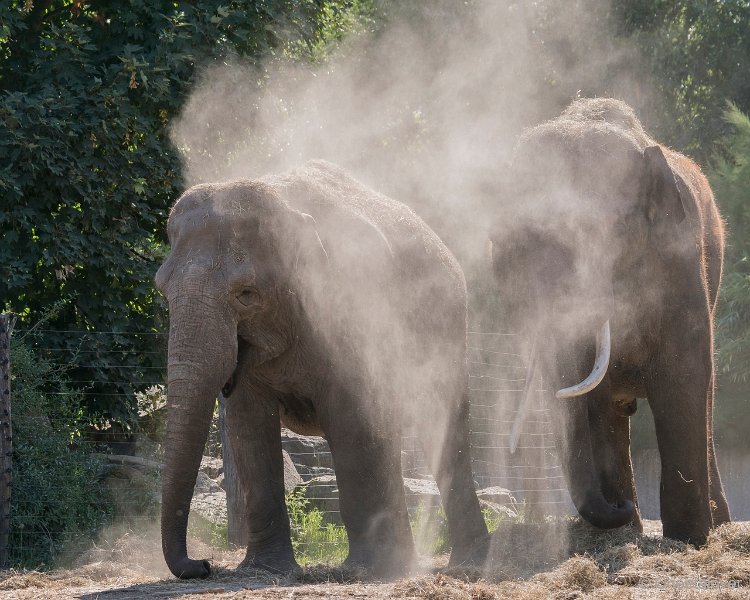 DSC00055.JPG - Aziatische Olifant