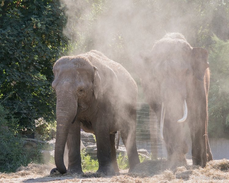 DSC00056.JPG - Aziatische Olifant