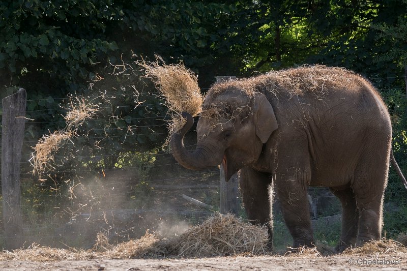 DSC00062.JPG - Aziatische Olifant