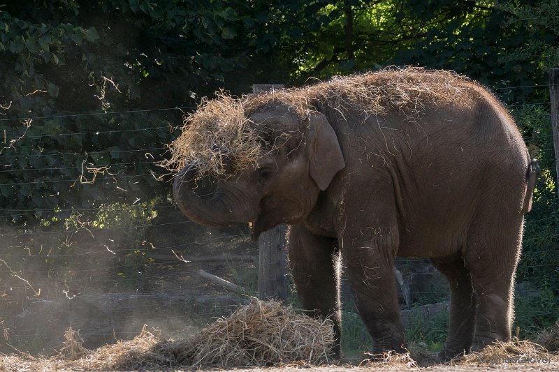 DSC00063.JPG - Aziatische Olifant