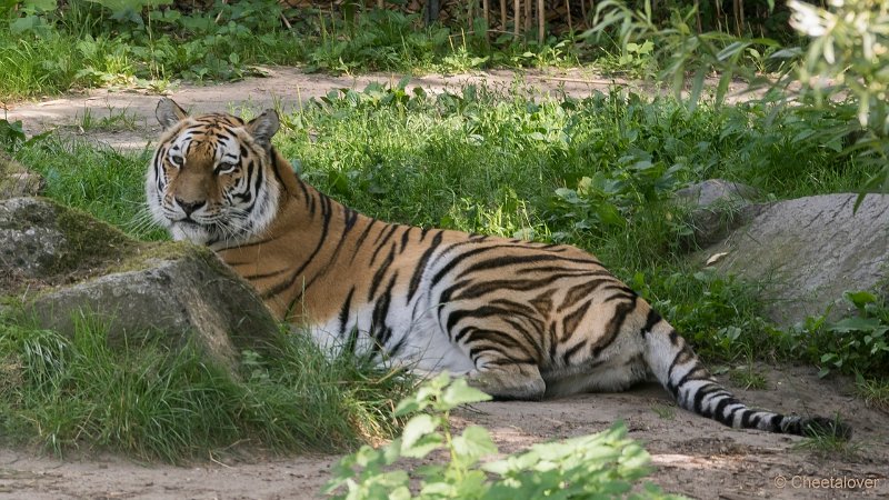 DSC00085.JPG - Siberische Tijger